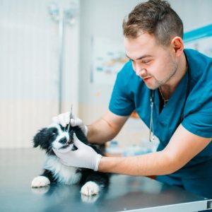 Advanced Diploma in Animal Care Career and Management at QLS Level 3
