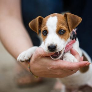 Advanced Diploma in Dog Behaviour and Career Training at QLS Level 3