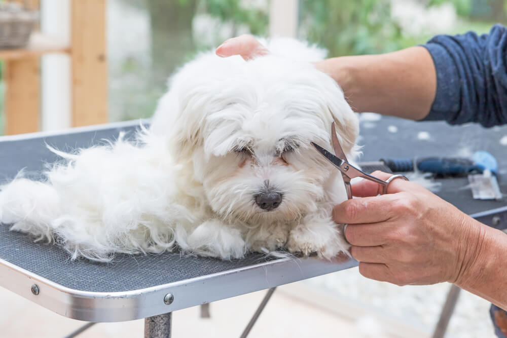 Advanced Diploma in Dog Grooming Techniques at QLS Level 3