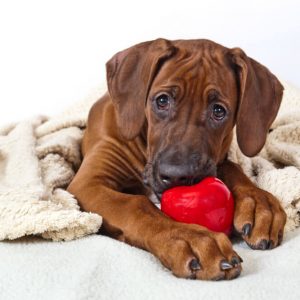 Advanced Diploma in Pet Psychology at QLS Level 3