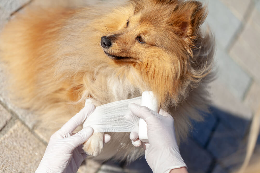 Animal First Aid Level 3 Training Course Online 1Training