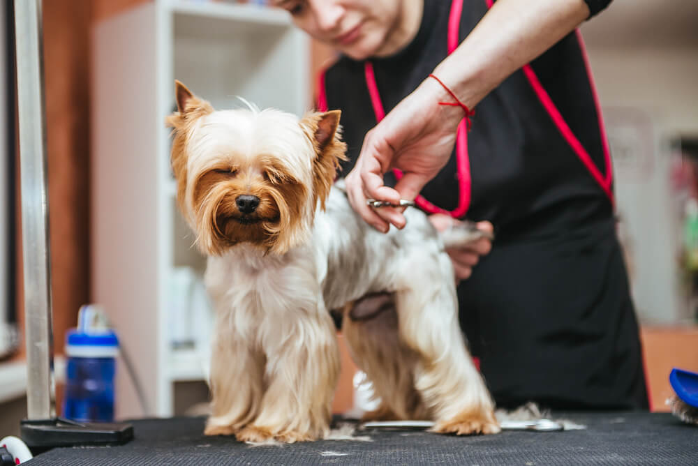Certificate in Dog Grooming at QLS Level 3