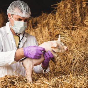 Advanced Diploma in Animal Care Career at QLS Level 3