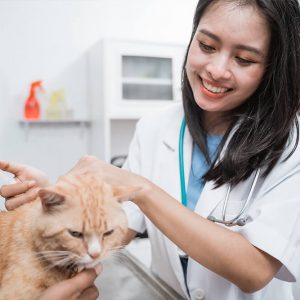 Advanced Diploma in Animal Care and Business at QLS Level 3 [Optional Certificate]