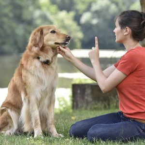 Advanced Diploma in Dog Behaviour and Training at QLS Level 3