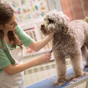 Advanced Diploma in Dog Grooming at QLS Level 3