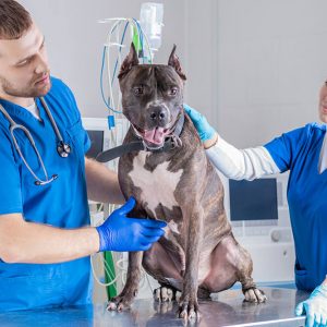 Advanced Diploma in Veterinary Support Assistant at QLS Level 3