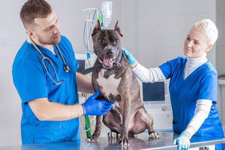 Advanced Diploma in Veterinary Support Assistant at QLS Level 3