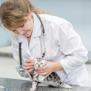 Diploma in Essential Cat and Kitten Care at QLS Level 3