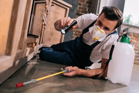 Diploma in General Pest Control at QLS Level 4